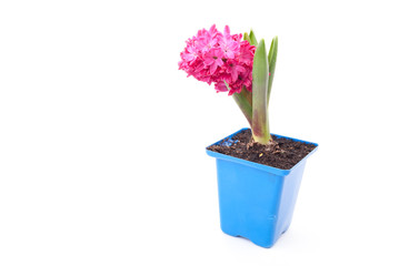 Pink hyacinth in pot on white background. 