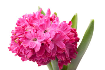 Pink hyacinth on white background. 