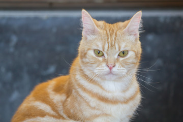 Yellow american shorthair