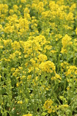 Obraz premium 菜の花