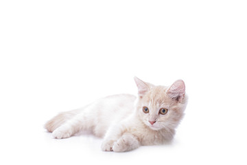 Fototapeta na wymiar kitten in white background