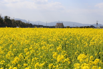 菜の花