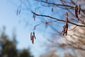 Obraz premium Alder spring branches