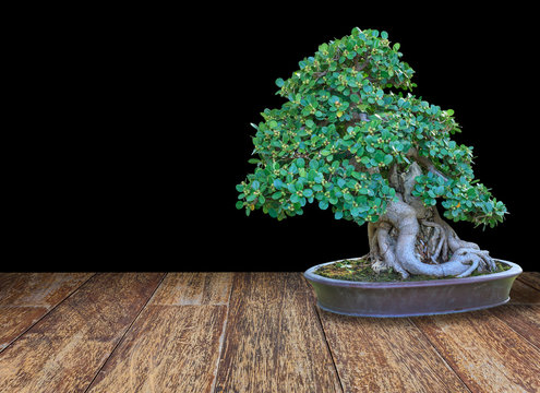 bonsai tree in a ceramic pot on a wooden floor on black backgrou