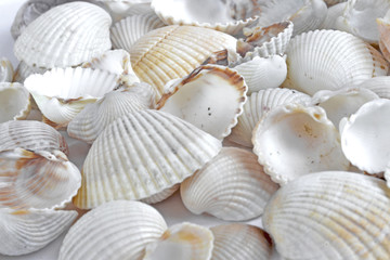 Sea shells on white
