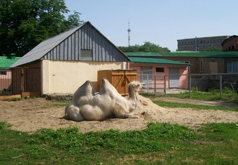 Camel in zoo 