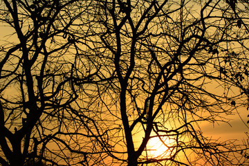 trees silhouette at sunset 