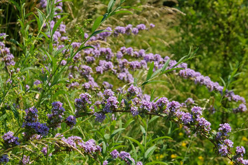 Schmalblättriger Sommerflieder - Buddleja alternifolia in summer