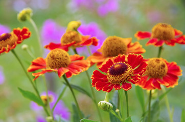 Sonnenbraut - Helenium flower in summer
