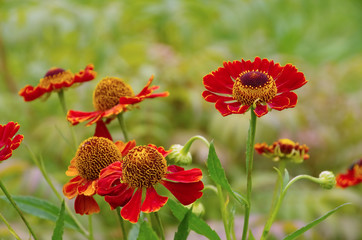 Sonnenbraut - Helenium flower in summer