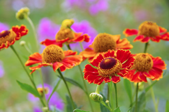 Fototapeta Sonnenbraut - Helenium flower in summer