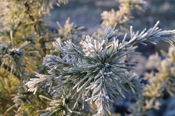 Kiefernzweig mit Raureif - pine twig with hoarfrost