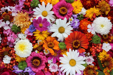 Background of flowers and berries, top view.