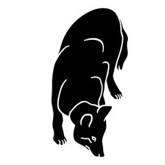 wolf silhouette, black 