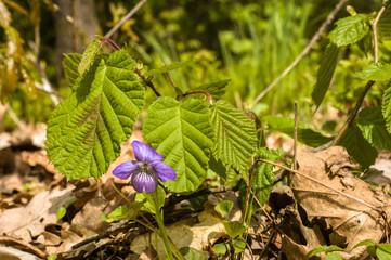 Wild violets blooming in the forest