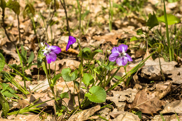 Wild violets blooming in the forest