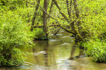 Fototapeta premium River among trees at spring. Springtime landscape