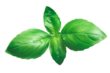 Genovese basil isolated on white