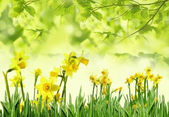 Photo sur Plexiglas Narcisse spring daffodils