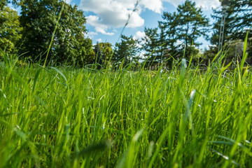Fresh green grass as background. Selective focus on middle with shallow depth of field.