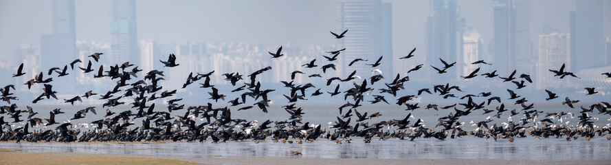 Birds in flight at border of Hong Kong with city background