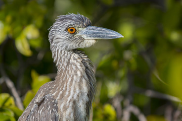 Obraz premium Yellow-crowned Night Heron Profile Close-up
