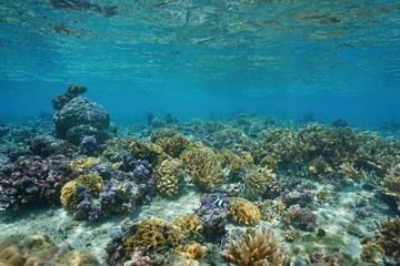 Fototapeta na wymiar Corals underwater in shallow water of the lagoon of Huahine, Pacific ocean, French Polynesia