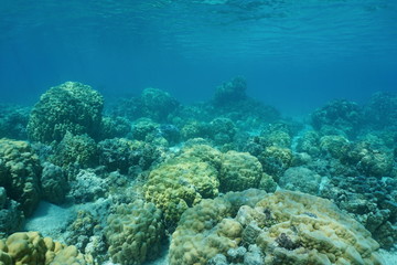 Naklejka na ściany i meble Underwater coral reef on shallow ocean floor with massive lobe corals, lagoon of Huahine island, Pacific ocean, French Polynesia