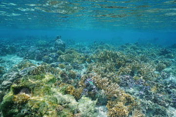 Split view over and under water surface in the lagoon with the coast of Huahine island above waterline and corals underwater, Pacific ocean, French Polynesia