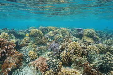 Fototapeta na wymiar Underwater coral reef on a shallow ocean floor, lagoon of Huahine island, Pacific ocean, French Polynesia