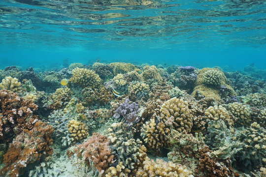 Underwater coral reef on a shallow ocean floor, lagoon of Huahine island, Pacific ocean, French Polynesia