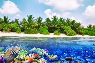 Tropical island and the underwater world in the Maldives. Thoddo