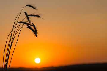 Рассвет в поле пшеницы