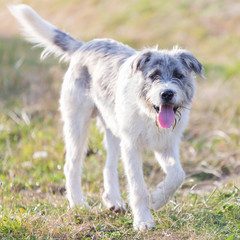 Romanian shepherd dog