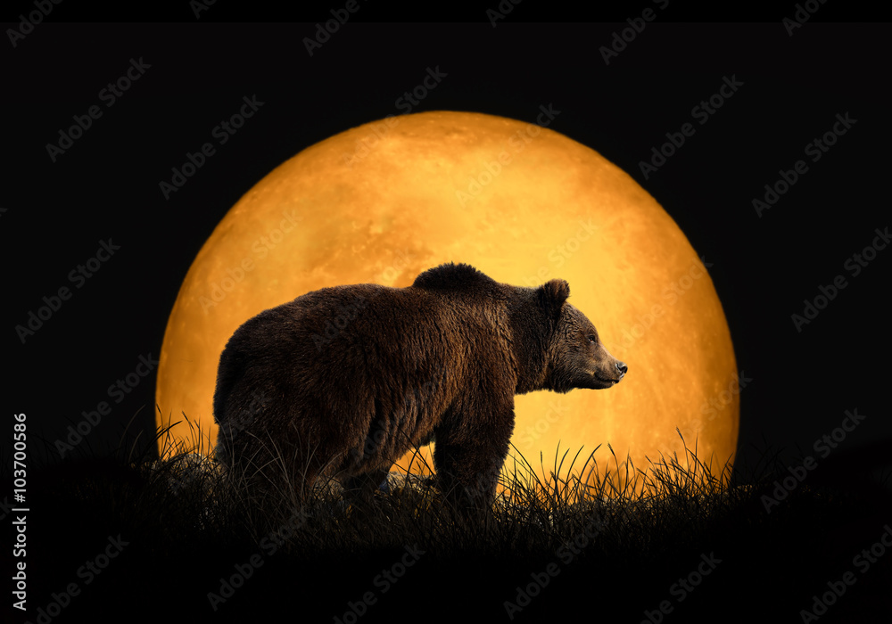 Wall mural bear on the background of red moon