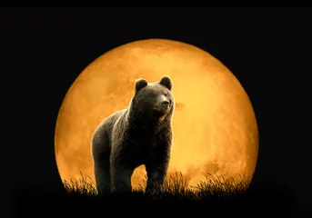 Fotobehang Bear on the background of red moon © byrdyak