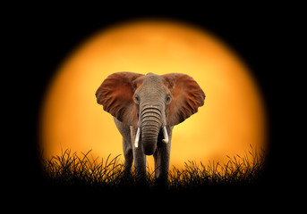 Naklejka na ściany i meble Elephant on the background of sunset