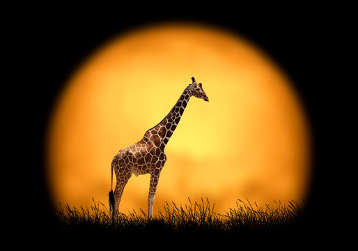 Giraffe on the background of sunset