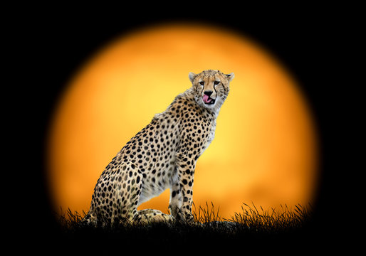 Cheetah on the background of sunset