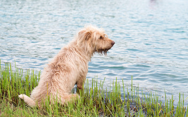 Wet dog on the lagoon