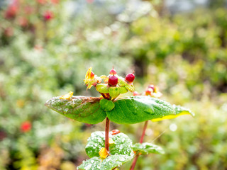 Colorful flowers on tree