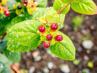 Colorful flowers on tree