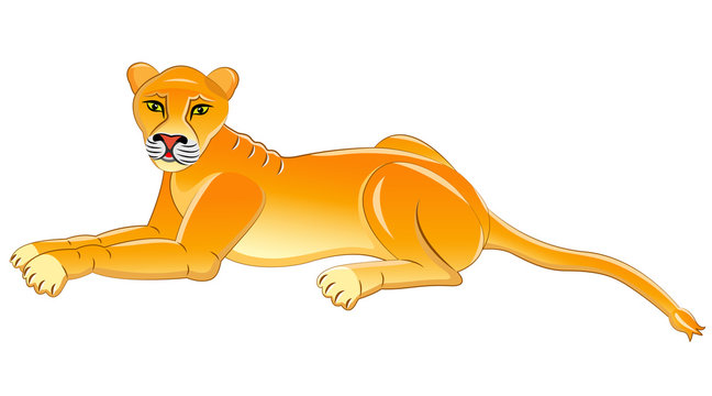 Lioness. Isolated animal. Vector illustration.