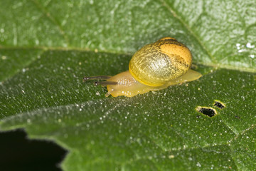 Macro (Lifesize) photo of a small snail