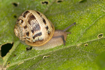 Macro (Lifesize) photo of a small snail