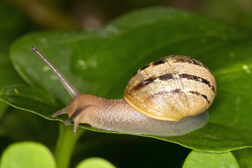 Macro (Lifesize) photo of a small snail