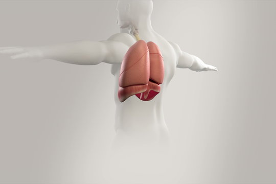 Human anatomy, body rotation showing lungs and organs in chest cavity.