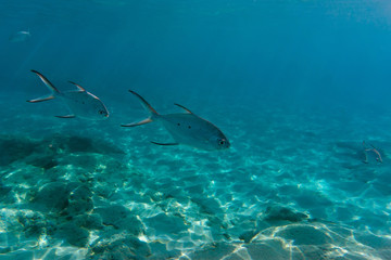 Obraz na płótnie Canvas Underwater landscape