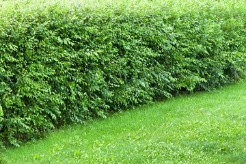 Wonder hedge bushes at the edge of lawn