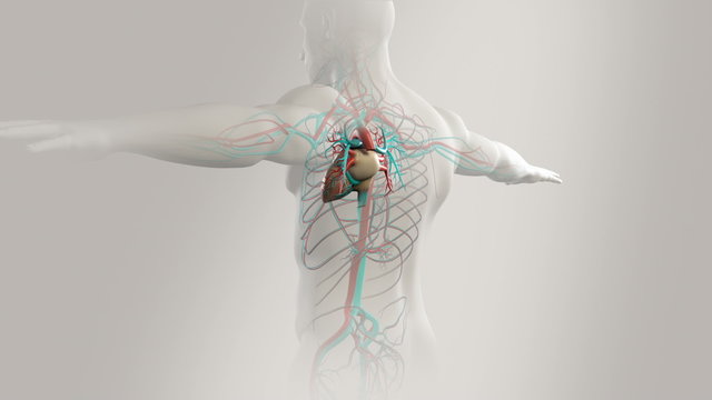 Human anatomy, body rotation showing heart and vascular system in chest cavity.